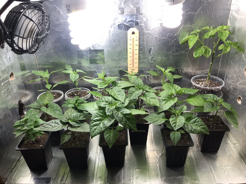 ChilliShenanig1's tweet photo. #IndoorGardening is fun. #CherryBombs #PurpleJolokia #NumexTwilight #CarolinaReaper #SundayThoughts #lockdown https://t.co/IsXhJgGX4M