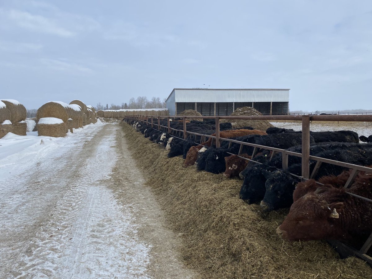 Selling in Keady on Tuesday.
135 steers 81 heifers.
#Onbeef  #cdnangus