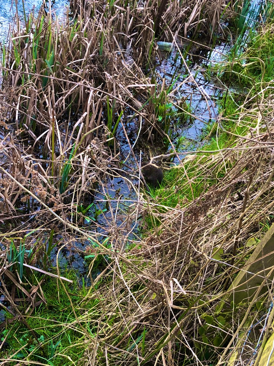 ClairesTaiao's tweet photo. Privileged that mine and the #doggos daily local walk is around such a lovely little nature reserve :) We found two #water #voles on this trip, here’s one of them! #Antonlakes https://t.co/KKv5zJW77w
