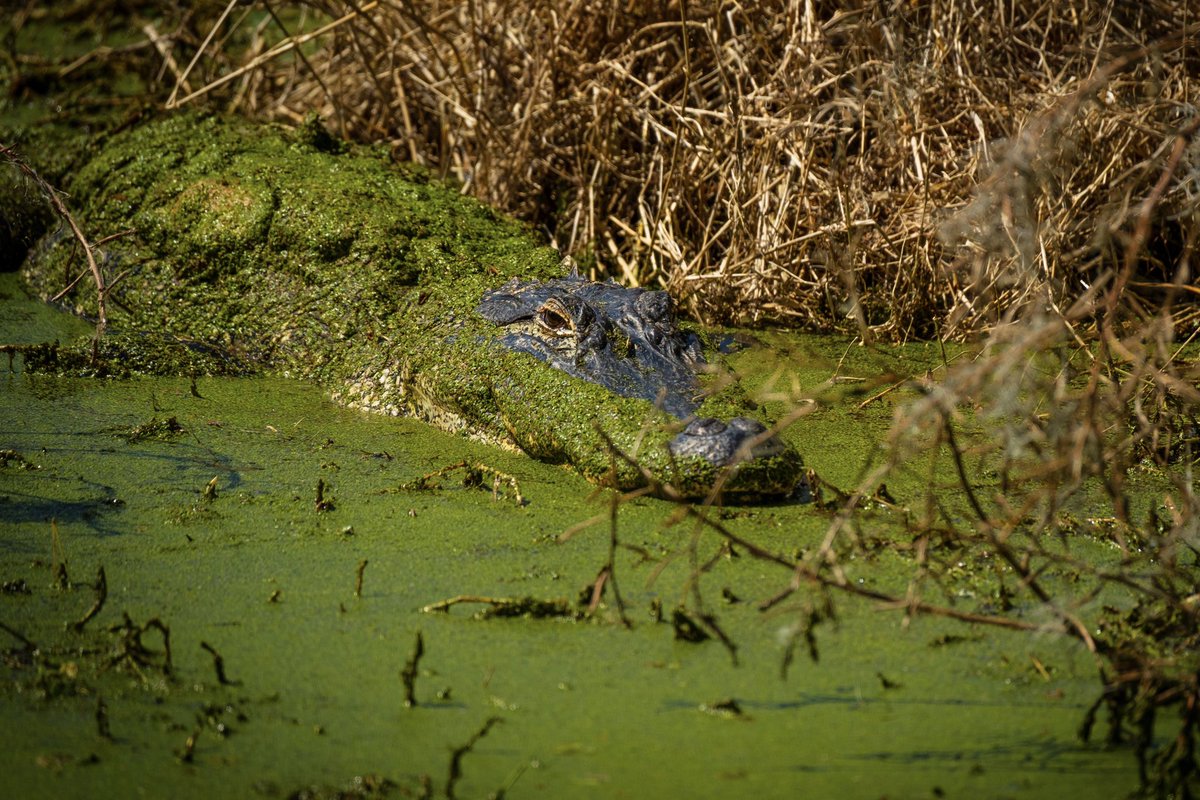 JujuMack's tweet photo. Moss covered gator- Lakeland,FL https://t.co/tsp0qBJaQ3