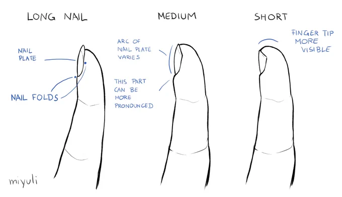 Additional notes on drawing nail length. There is a lot more variety of shape in nature. I hope this helps with drawing. 
