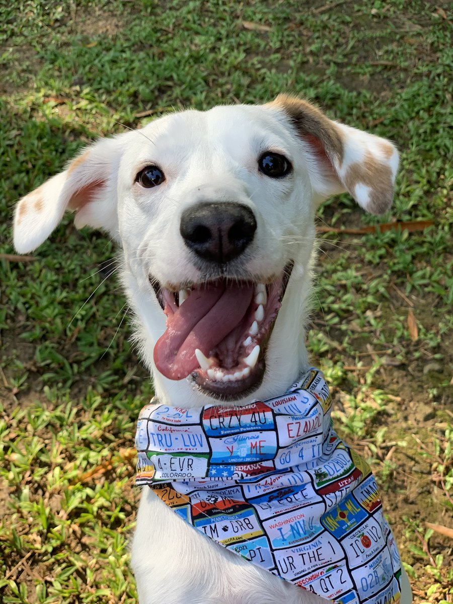 vanemullet's tweet photo. CUARENTENA - Día 21 / AM: ¡Soy la alegría de Mamá! 🦴🐾🐶

#quédateencasa #quedateencasa #quedateentucasa #lockdown #cuarentena #cachorro #perros #puppy #dog #pet #chiot #chien #sato #muut #petadoption #prdog #adoptdontshop #dogrescue #prettypuppy #mypuppy #dogsofpuertorico https://t.co/EplxSWsKoY