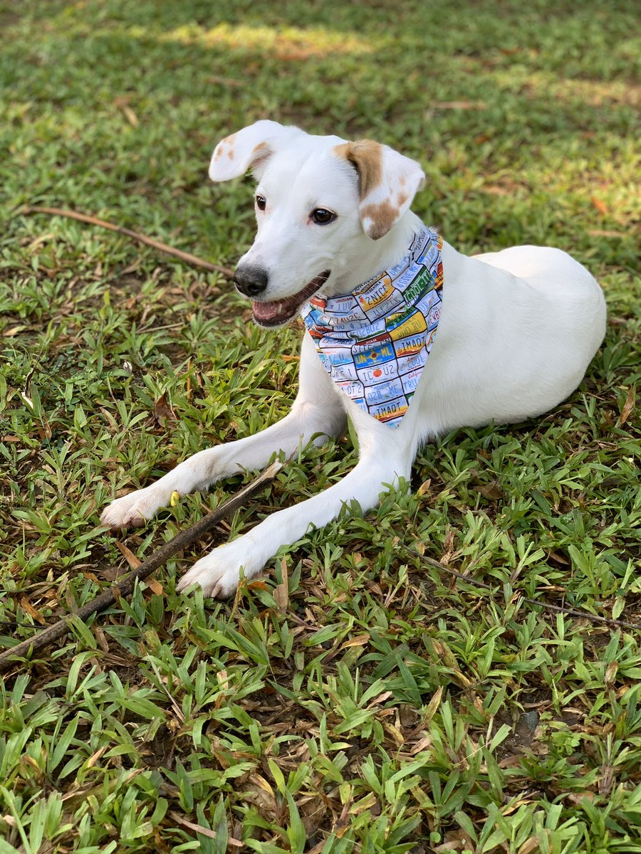 vanemullet's tweet photo. CUARENTENA - Día 21 / AM: ¡Soy la alegría de Mamá! 🦴🐾🐶

#quédateencasa #quedateencasa #quedateentucasa #lockdown #cuarentena #cachorro #perros #puppy #dog #pet #chiot #chien #sato #muut #petadoption #prdog #adoptdontshop #dogrescue #prettypuppy #mypuppy #dogsofpuertorico https://t.co/EplxSWsKoY
