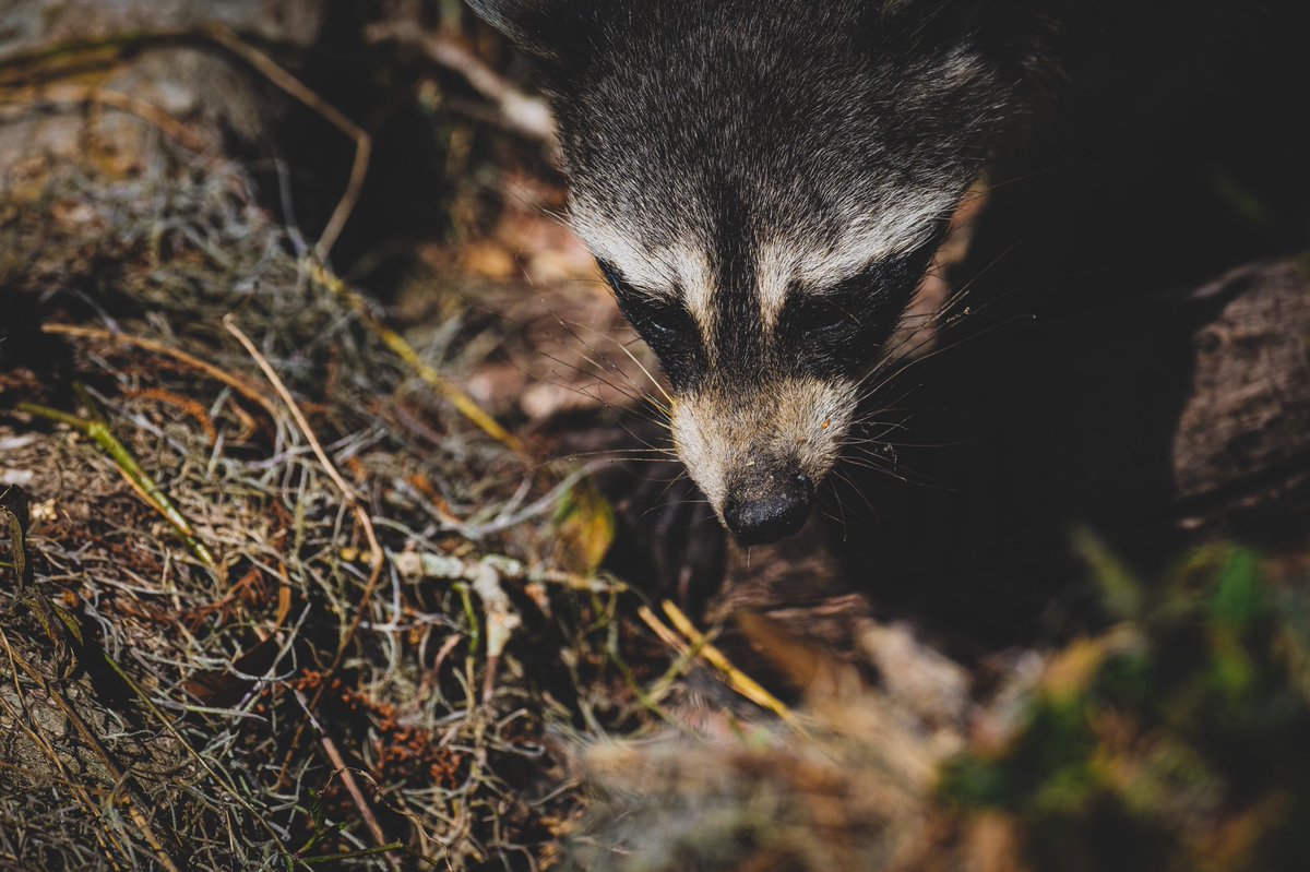 JujuMack's tweet photo. Cute little guy walked right up and past me on a walking trail. https://t.co/GHNaKNc9dv