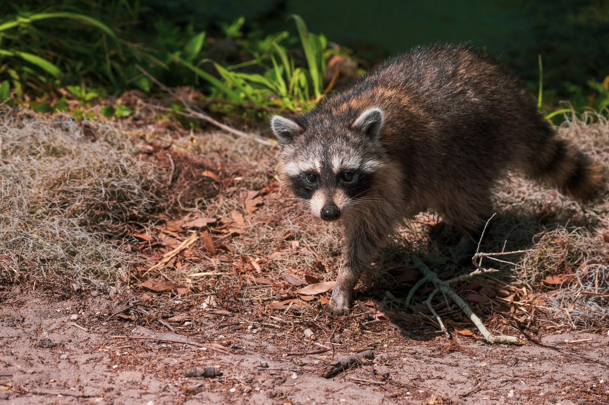 JujuMack's tweet photo. Cute little guy walked right up and past me on a walking trail. https://t.co/GHNaKNc9dv