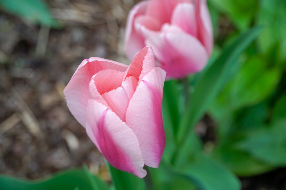 noshoestraveler's tweet photo. Spring time in Washington DC
#snapdc #washingtonian https://t.co/ej6WFt9bJ5