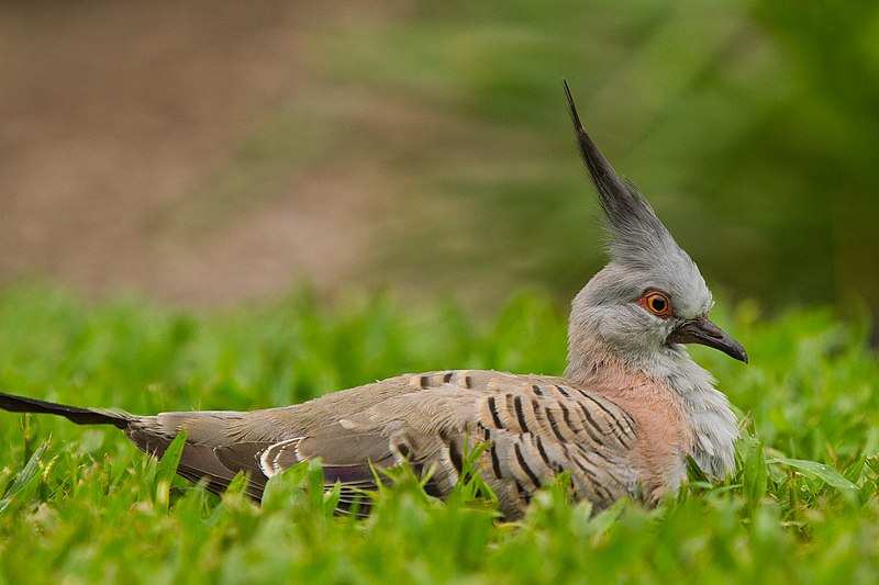 I feel like the timeline could benefit from some extraordinary wild pigeons. Here goes.Crested pigeon (Ocyphaps lophotes) found in Australia. Image by AndrewMercer