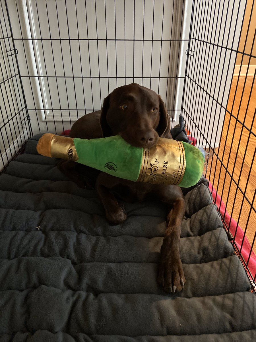 lcn527's tweet photo. proof that quarantine affects everyone #CheckOnYourPets https://t.co/3nZ9WgoqFd