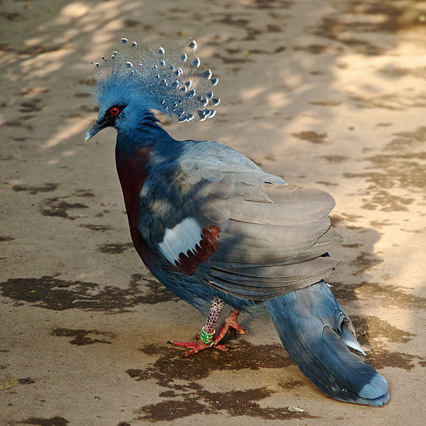 Victoria crowned pigeon (Goura victoria) found in New Guinea. Image by Jörg Hempel