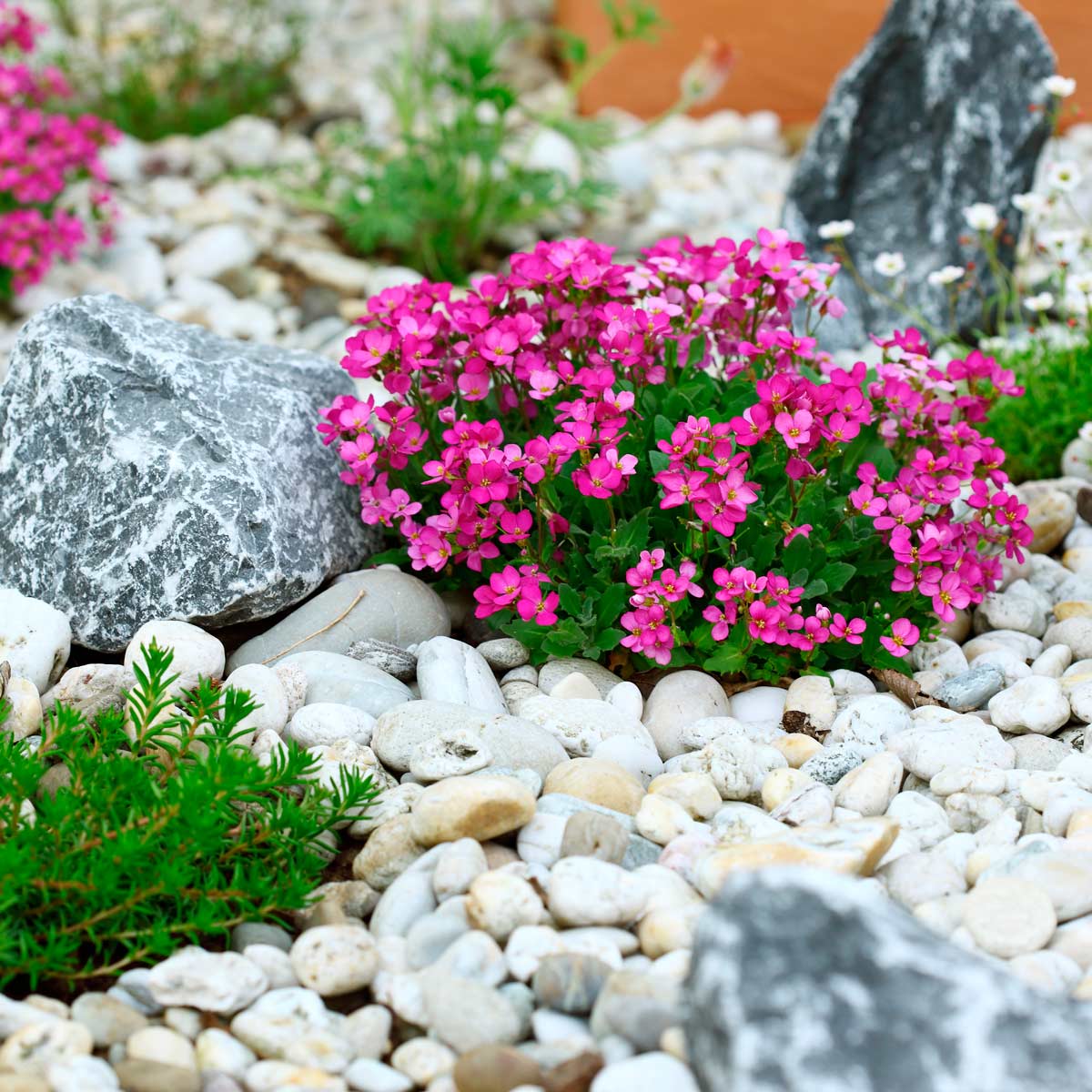 lbryantrealtor's tweet photo. Using rocks instead of mulch can have a positive impact on #landscaping. #homeprojects  https://t.co/jEyHNaFSxI https://t.co/wZ8RNLl4OQ