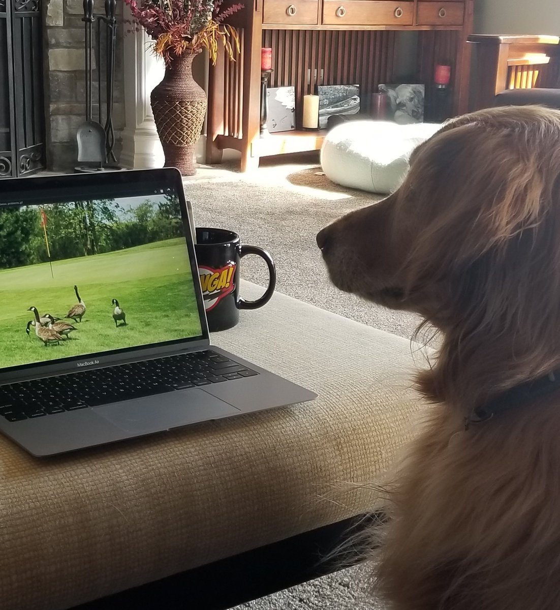 coricamRUN's tweet photo. With the golf course closed to golfers, Sammie is  now working from home too. @jefcam3 #workingfromhome #dogsofturf https://t.co/Gffnet2TqA