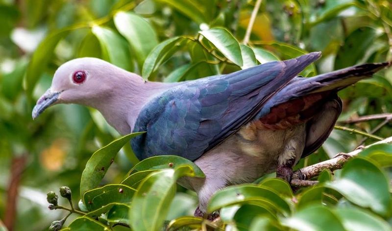 Green imperial pigeon (Ducula aenea) found in Sri Lanka. Image by Gihan Jayaweera