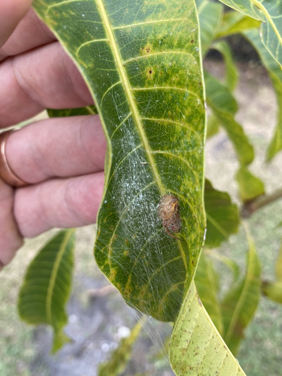 alexisohanian's tweet photo. #WhatBugIsThis I'm in South Florida https://t.co/v6TXvqfc4p