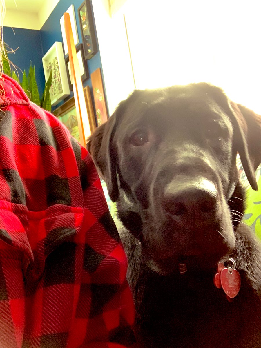 PermafrostBeard's tweet photo. Jax is helping today. Not sure how, but he thinks so. Have an awesome Sunday!
Keep Your Facejacket On!
#beard #bearded #rescuedogs #blacklab #facejacket https://t.co/7M7cYKxmum