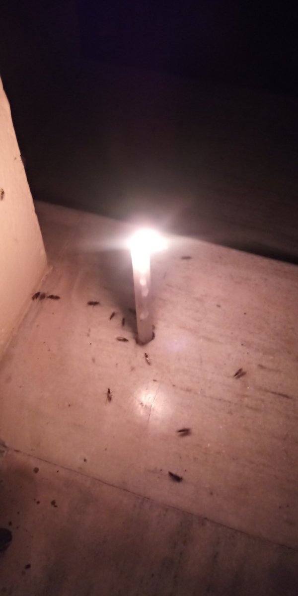 kavya0610's tweet photo. #Lightningdhiya #IndiaFightsCOVID19 #NarendraModi 
9:00pm to 9:09pm ....FOR INDIA 🇮🇳👍 https://t.co/5TBKB08z0N