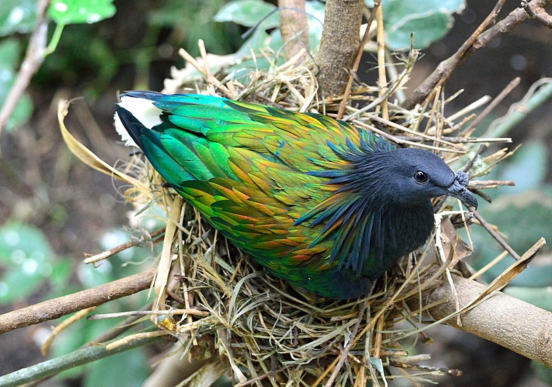 The Nicobar pigeon (Caloenas nicobarica) found in the Nicobar islands. Image by Ray Miller.