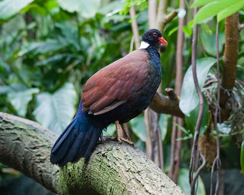 Pheasant pigeon (Otidiphaps nobilis) from New Guinea. Image by Greg Hume.
