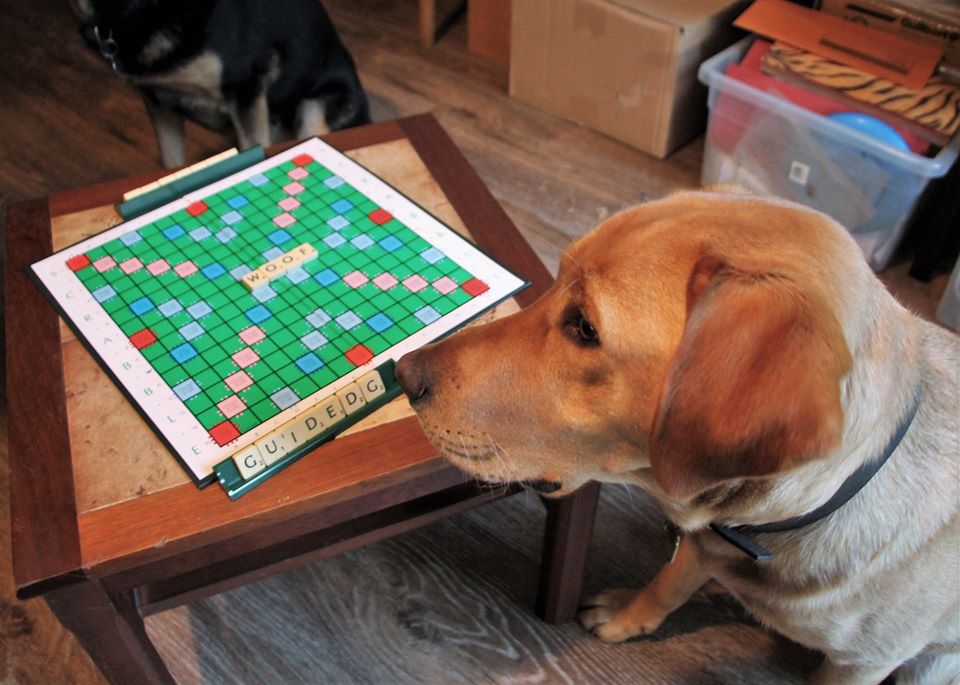 GuideDogsRedbridge tweet media