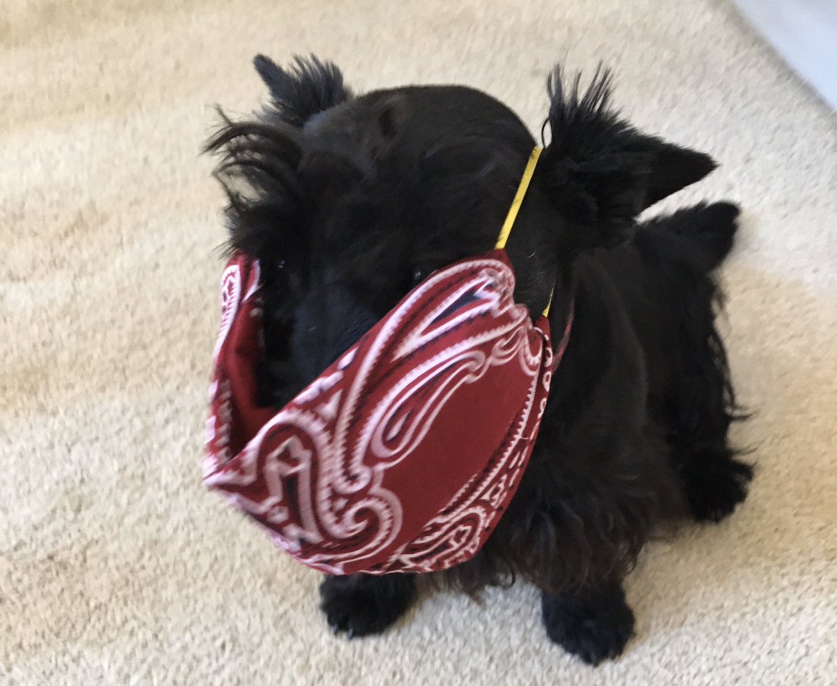 Fergus is all ready to go out in his protective gear.