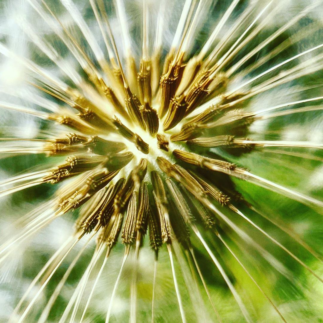 wearepixter's tweet image. On ne se lasse pas de vos photos macro ! 

📷@jupix34 avec le #PixterMacroPro 

pixter.co/products/macro…

#Pixter #ShotWithPixter