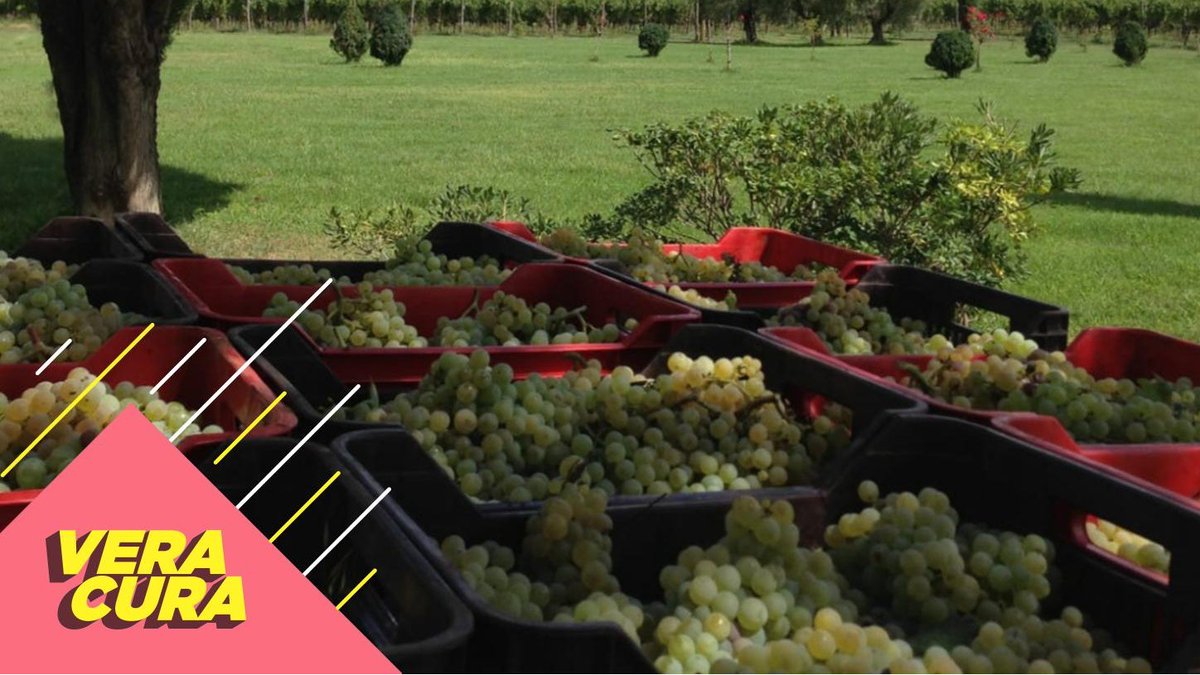 Le bottiglie di MARCO CARPINETI hanno una storia da raccontare. Dal 1986, infatti, l’azienda ha scelto un’agricoltura biologica e dei vitigni sconosciuti. I loro frutti, che dagli artigiani arrivano ai nostri calici, ci regalano emozioni, da gustare a piccoli sorsi. #Veracura