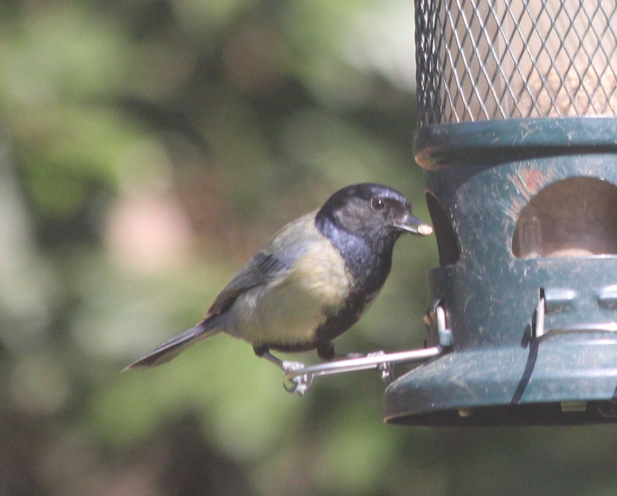 tempmeister's tweet photo. What looks like a great tit with no white markings is visiting our bird feeder a lot at the moment. Never seen one before now #beakwatch https://t.co/qlpLGoD20d