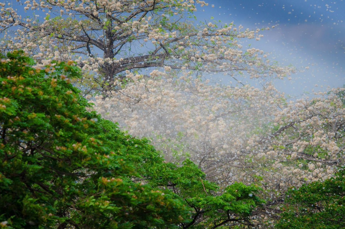 Tuwing Abril, umuulan ng kapok/bulak sa Diliman. Ito ang eksena dati, isang Abril ng hapon.