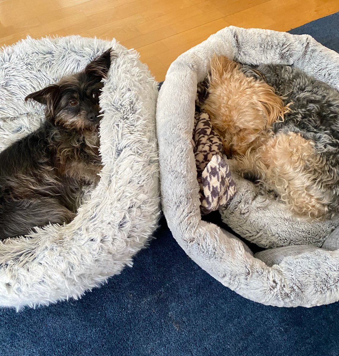 Life lessons on health and happiness from Yogi and Gemma! Walk...Eat...Rest...Repeat. 💕🌈🐶