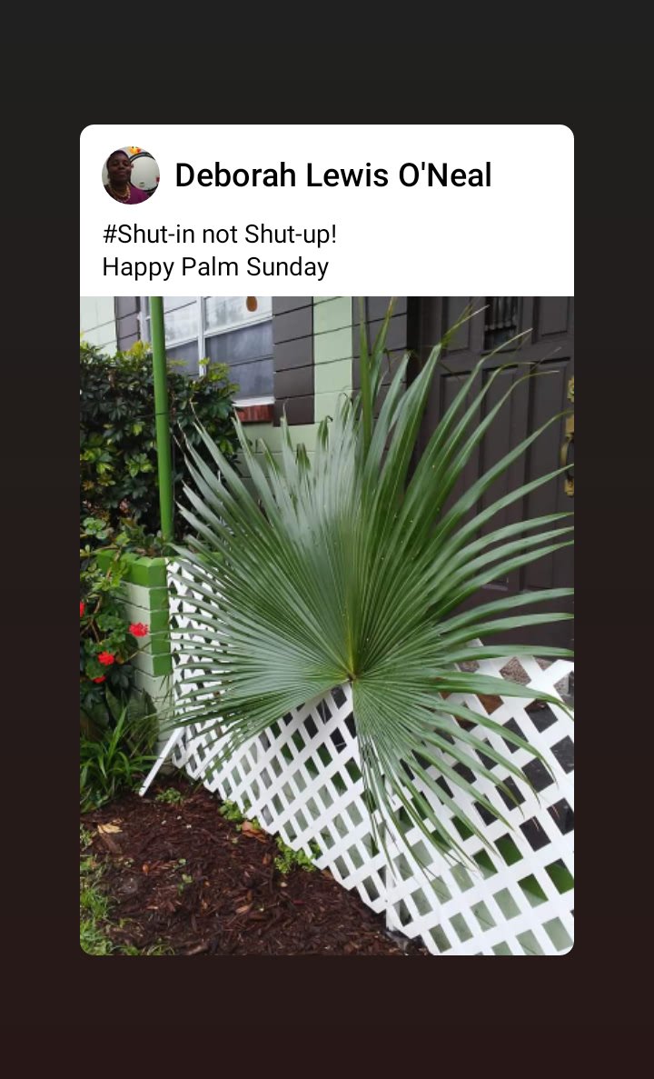 Oprime2's tweet photo. #Shut-in not Shut-up!
Happy Palm Sunday https://t.co/cYxgjXJOm6