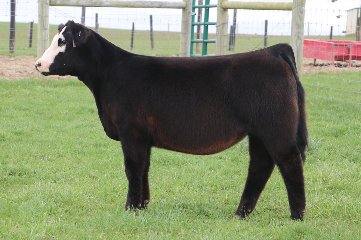 Bidding Is Open!!  Lot 2 selling now. Hammertime x Upgrade. Nov PB Simmental Female.  Truly a unique female.  Sale ends Tuesday Night. Click: auctions.thewendtgroup.com/auction/7173 <a href="/TiceNate/">nate tice</a>