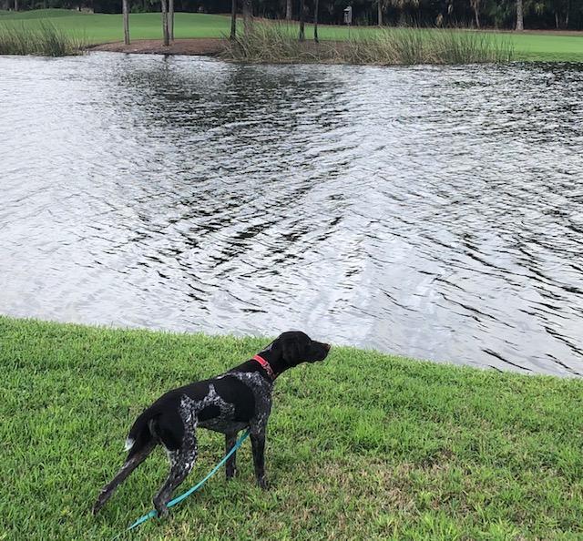 ricks006's tweet image. Not much is going on; even the ducks don't swim by