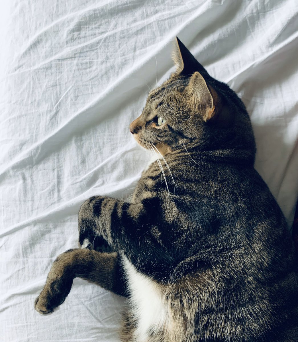 ALittleBlog1's tweet photo. Chillaxing and watching a bit of yard telly. 📺 🐱 
#ItsASlickLife
#YardTV
#PeaceandPaws
#SundayStyle
🐾 💙 https://t.co/LrhnOx1A6q