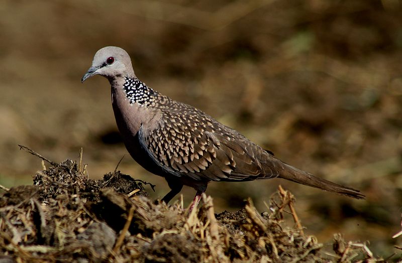 Spotted dove (Spilopelia chinensis) from India. Image by Dr. Raju Kasambe