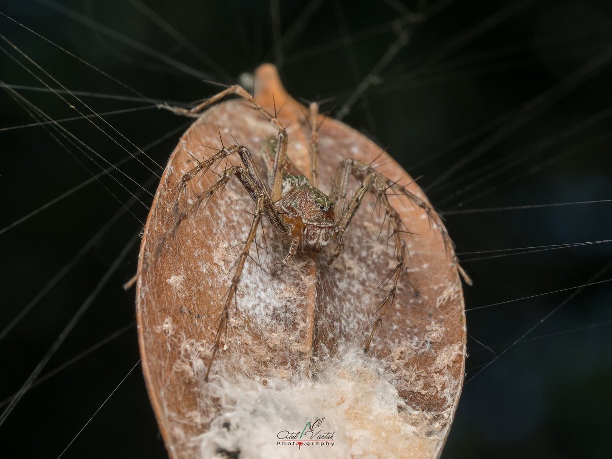 nvatul's tweet photo. A female Hamadruas sp. fiercely guarding her egg sac .
These Oxyopids do not leave their egg sacs for weeks together till the spiderlings have hatched and ready to disperse !  @OlympusProIndia @DiversityIndia @inbiodiversity @SanctuaryAsia https://t.co/dUxuPdeS9P