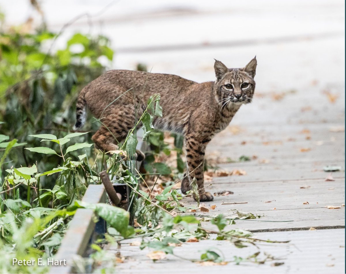 Stanford Jasper Ridge BP on Twitter "The bobcat is crepuscular & is