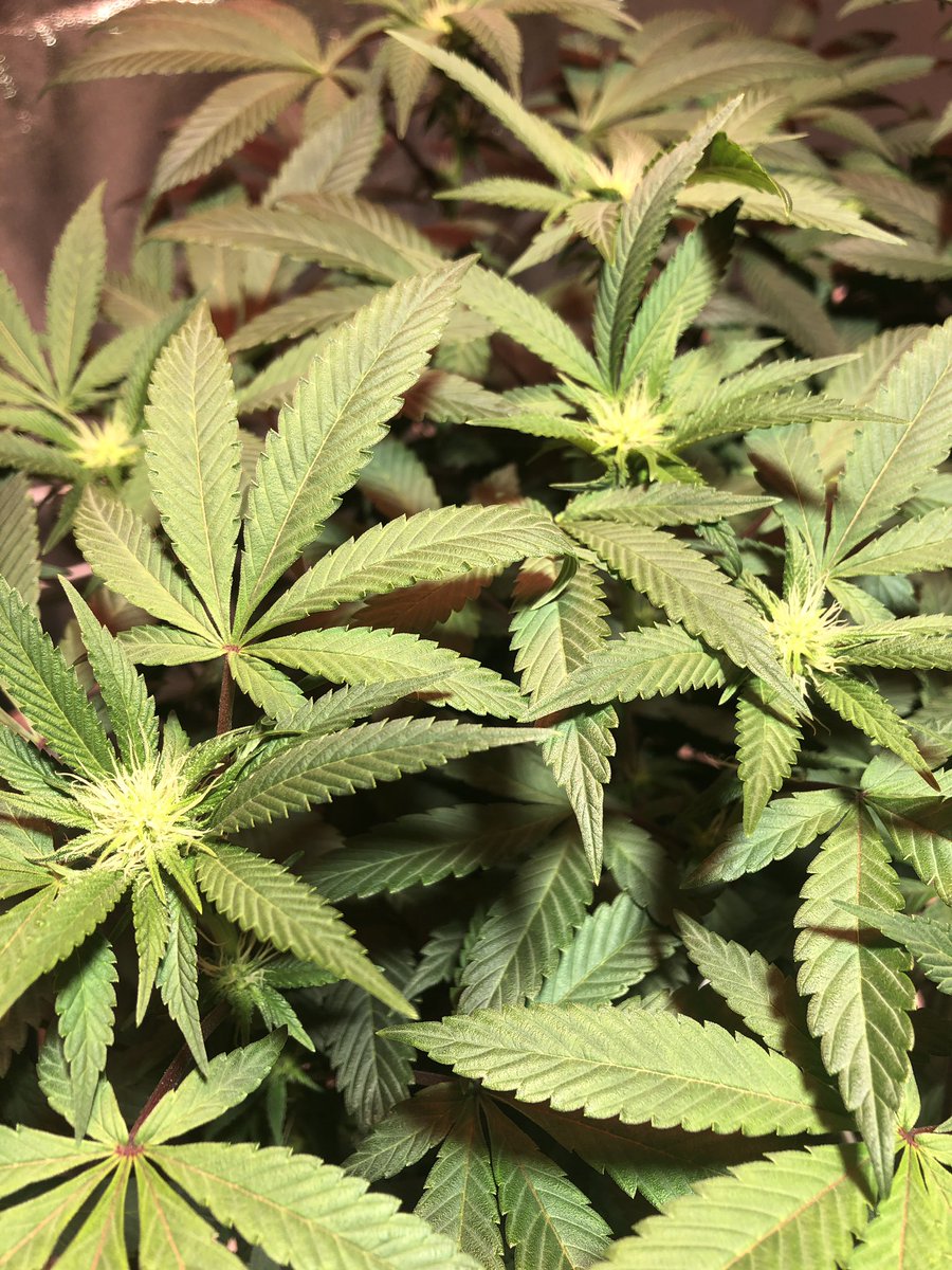 bradm_92's tweet photo. Week 3 into flower and this girl is growing strong, buds are starting too show and the stretch is starting to slow, time to pack on some weight!! #cannabisculture #growyourown #stoners https://t.co/HaBZGSn7bo