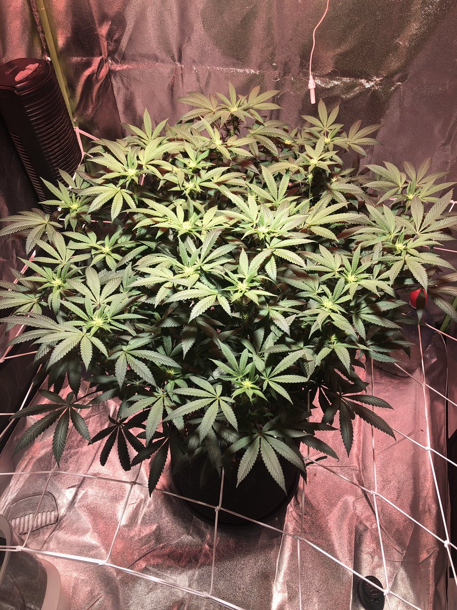 bradm_92's tweet photo. Week 3 into flower and this girl is growing strong, buds are starting too show and the stretch is starting to slow, time to pack on some weight!! #cannabisculture #growyourown #stoners https://t.co/HaBZGSn7bo
