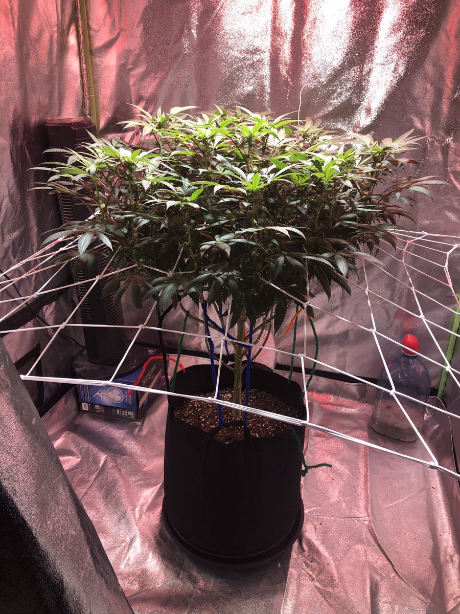 bradm_92's tweet photo. Week 3 into flower and this girl is growing strong, buds are starting too show and the stretch is starting to slow, time to pack on some weight!! #cannabisculture #growyourown #stoners https://t.co/HaBZGSn7bo