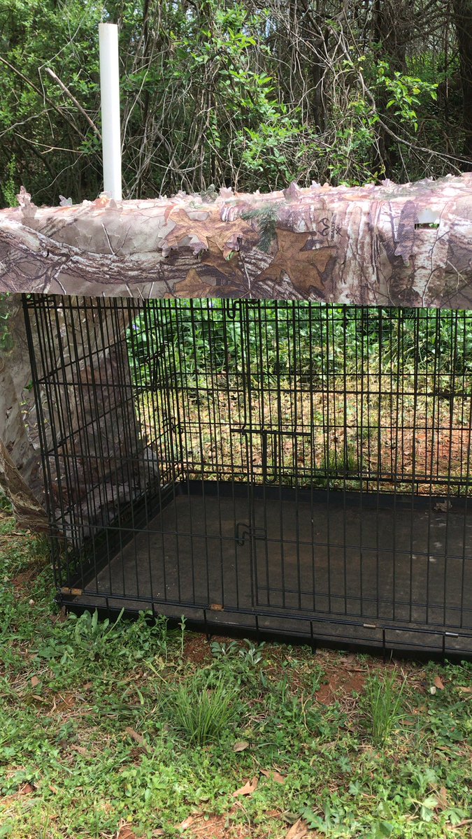 BassandSass1's tweet image. Beginnings of a chicken coop. #workwithwhatyouhave 💚🍀✌🏻😘