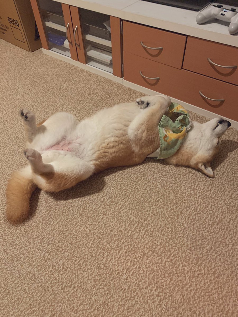 always_with_yu's tweet photo. ハッと起きて、今度は裏返ってる。 https://t.co/Vl464NEkET