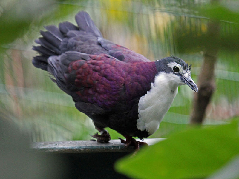Purple ground dove (Pampusana jobiensis) from New Guinea. Image by DickDaniels ( http://carolinabirds.org/ )