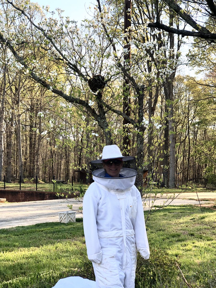 tbiggerstaff22's tweet photo. Rescuing a swarm of bees!! You can see the swarm—looks like a black ball up in the tree above my head. A nice diversion....and our friends were grateful to get the bees out of their front yard. #swarmofbees #beekeeper #drbee https://t.co/OoooBqTENW