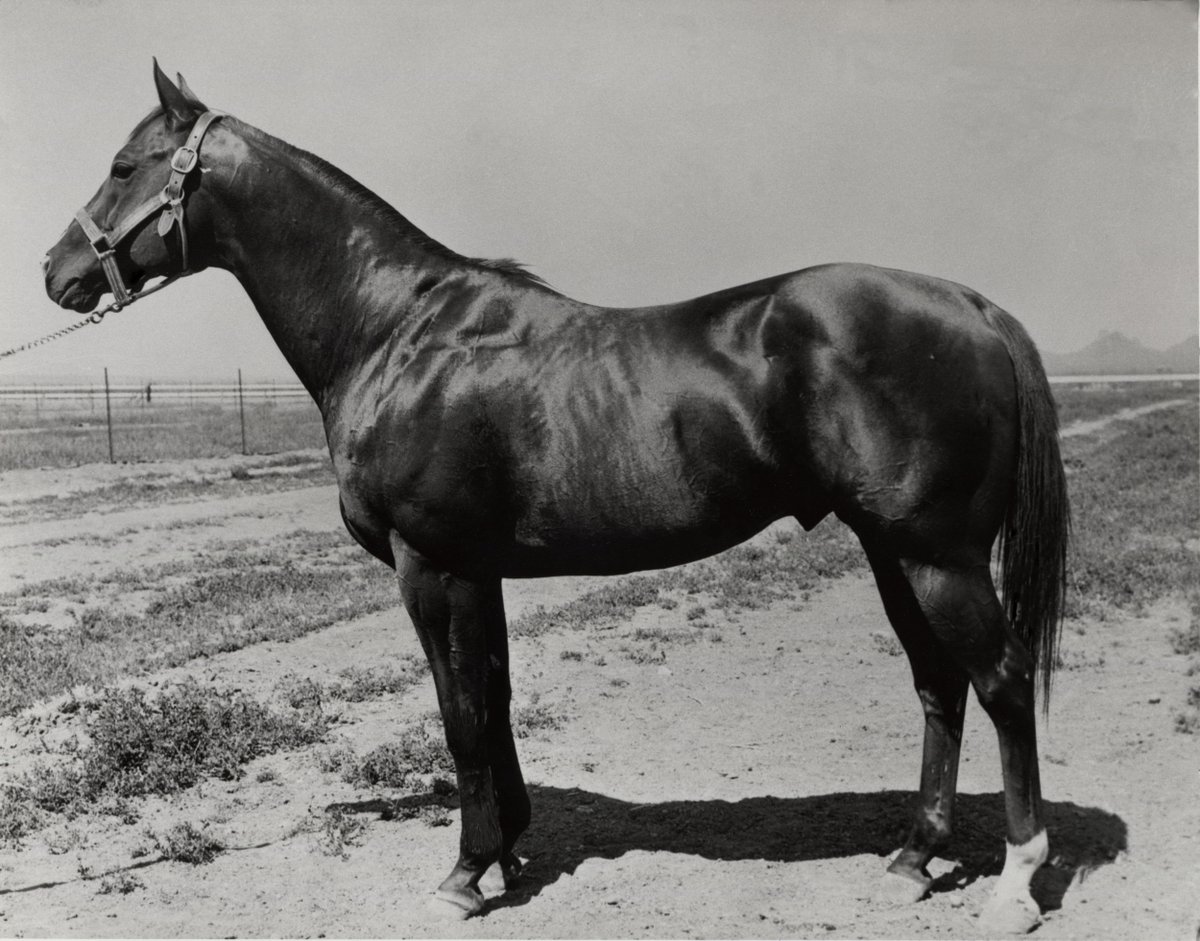 AQHARacing's tweet photo. It was 52 years ago today that Three Bars (TB) died of a heart attack, just two days shy of his 28th birthday. From 1945 to 1963 his stud fee went from $100 to $10,000, and greats like Easy Jet and Dash For Dash descend from him. Read more here - https://t.co/xJ5QXXZLM6 https://t.co/gWrZMG9Slm