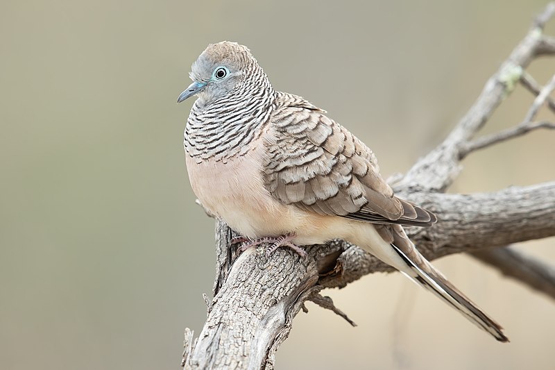 The peaceful dove (Geopelia placida) from Australia. image by JJ Harrison ( https://www.jjharrison.com.au/ )
