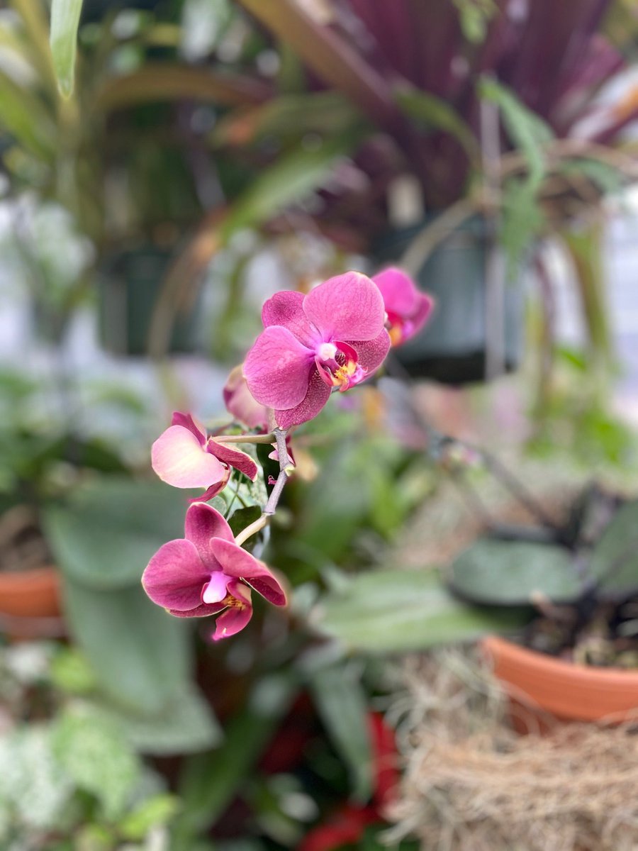 Today’s Facebook Live is in the Zoo’s Greenhouse with Gardener Amanda 🌿🌱 Take a tour of of our botanical collection and ask your gardening questions at 1pm: facebook.com/thetorontozoo. #ClosedButStillCaring #TheZooToYou