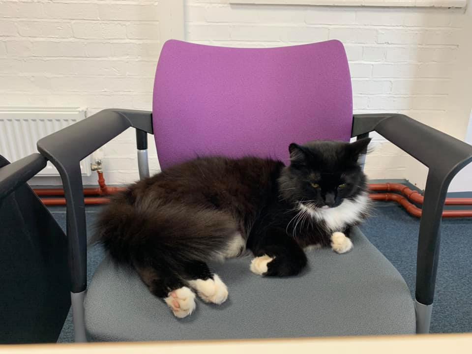 worcsu's tweet photo. If you missed our weekly virtual pet therapy over in the Coronavirus Community Facebook group, here are few of our favourite submissions when we asked you for your photos of Campus Cat ๐คฃ
Join the group: https://t.co/1tszdvSD1u
#PositiveWorc #WeLoveUToby https://t.co/LpENghzWQQ