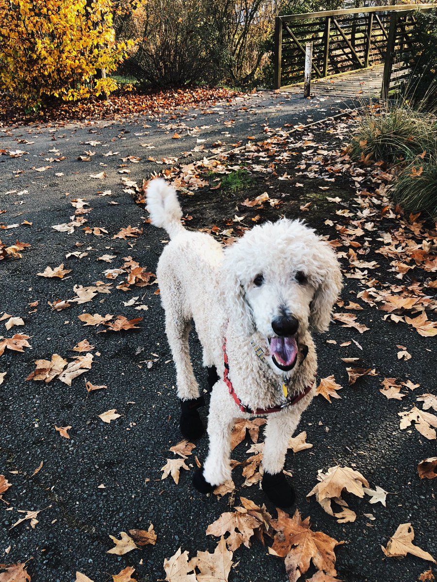 ayoitsgabs's tweet photo. @cameronkateee @girlfr0g @ali_robespierre Here’s my theo wearing his booties https://t.co/7klE7qHiww