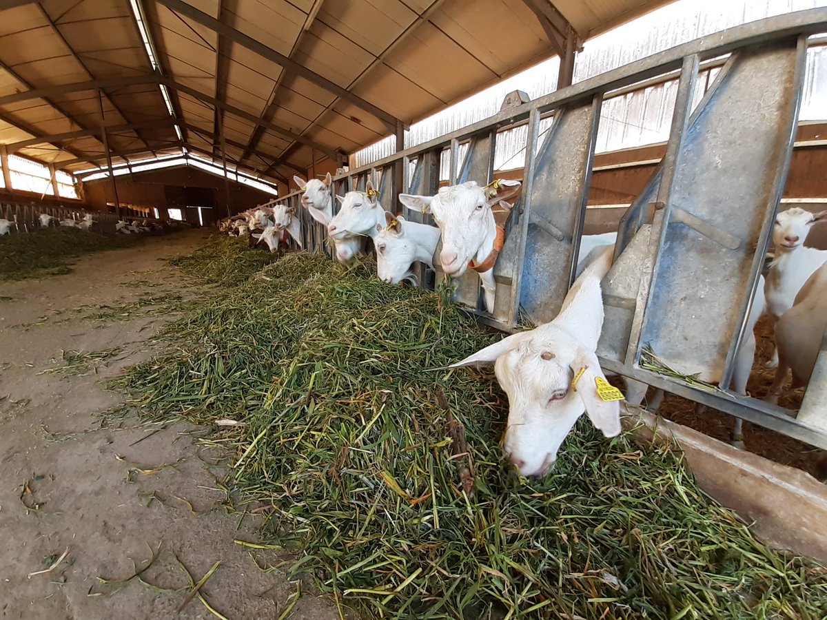 FabreAdeline's tweet image. #ConfinementJour20
Il y a quoi au menu ce soir? Pour ces dames, après une journée de pâture ce sera un mélange pois vesce ray grass fraîchement récolté. Il faut en profiter les filles c'est exceptionnel! Ce mélange servait de #couvertvégétal
#CeuxQuiFontLeLait