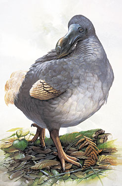 And of course, the dodo (Rapphus cucullata) of Mauritius which was the biggest and most beautiful pigeon. Image by Peter Schouten