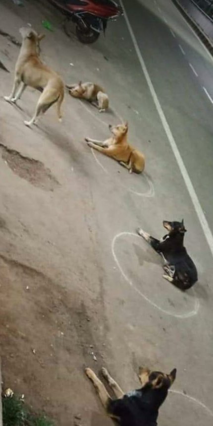 tarunAgii's tweet image. Ab toh sharam karlo! And we think it's hard to train a dog..#streetdog #learnfromthem